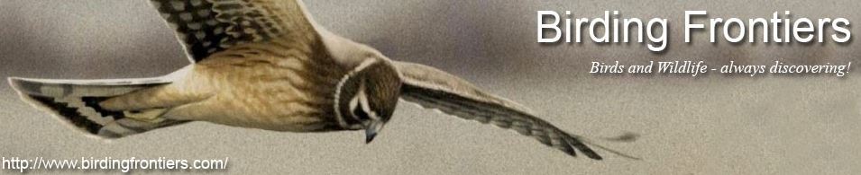 Birding Frontiers