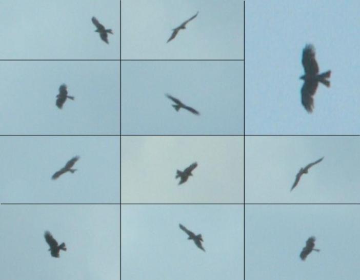 Black Kite, 12th May, Northants (Tom Lowe)