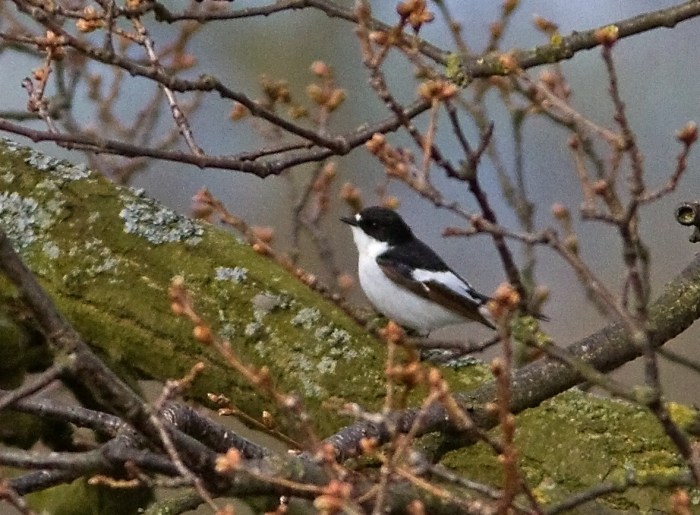 Male Pied Flycatcher, Daventry CP, 19th April 2012 (Neil Hasdell)
