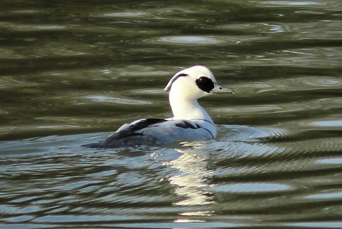 Adult drake Smew, Ravensthorpe Res, 8th December (Frank Porch)