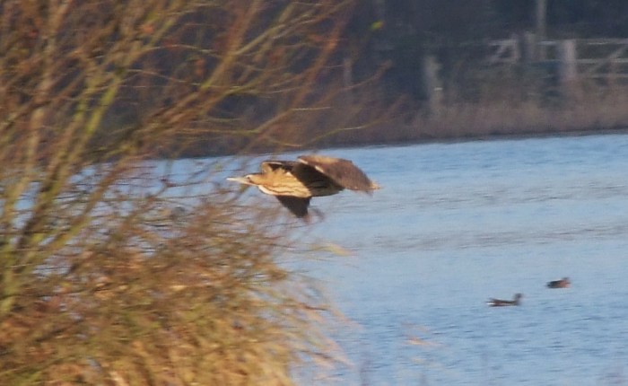 Bittern, Summer Leys LNR, 8th December 2012 (Doug Goddard)