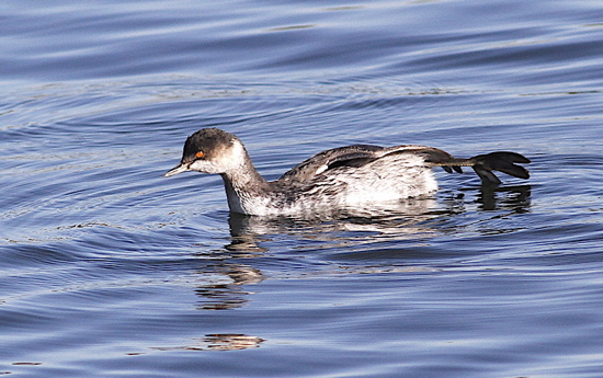 Black-necked Grebe, Pitsford Res, October 2012 (Dave Jackson)