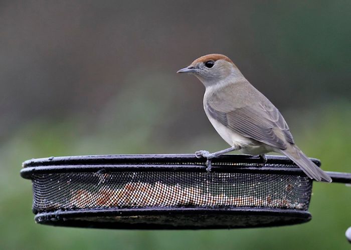 Female presumed Central European Blackcap, Northampton, December 2012 (Dave Jackson)
