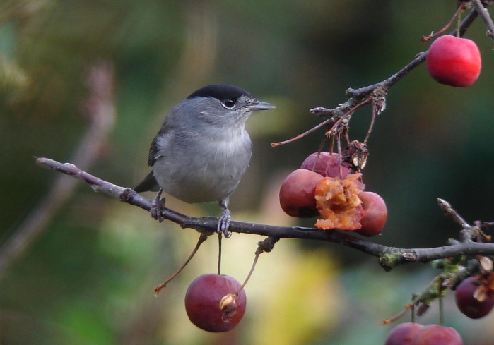 Male Blackcap, Northampton, December 2012 (Dave Warner)