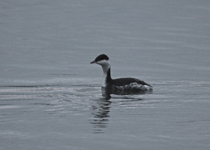 Slavonian Grebe, Pitsford Res, 18th December 2012 (Mark Williams)