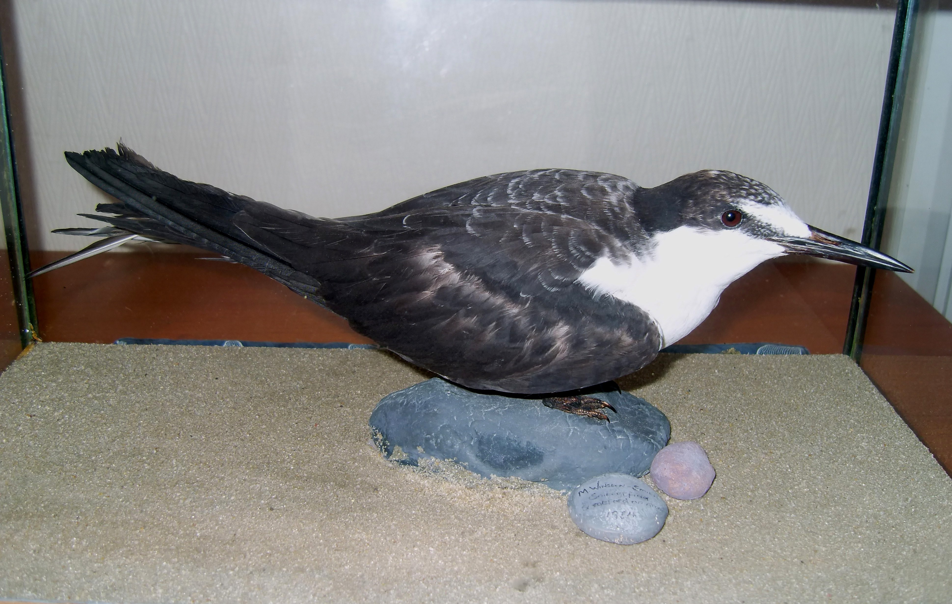 The 1980 Ditchford Sooty Tern, mounted specimen, Irchester, 28th December 2012 (Mike Alibone)