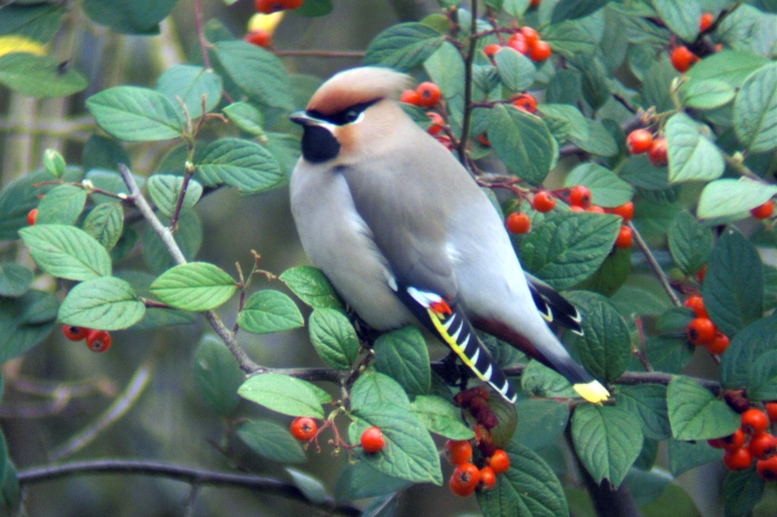 Waxwing, Sywell, 28th November 2012 (Jim Dunkley)