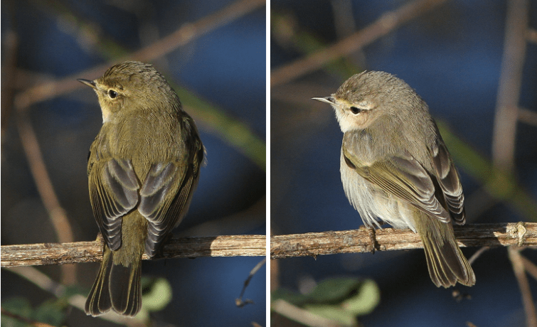 Chiffchaff P. c. collybita (left) and Siberian Chiffchaff P. c. tristis, Ecton SF, 27th January 2013 (Bob Bullock)