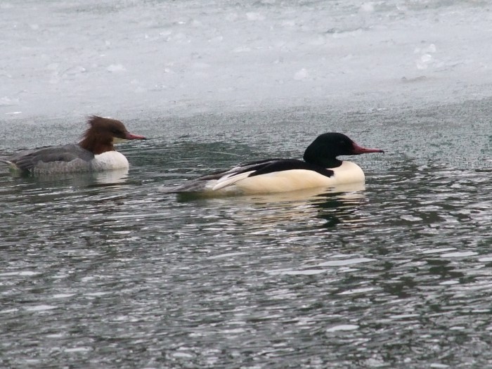 Goosanders, Abington Park Lake, Northampton 23rd January 2013 (Doug Goddard)