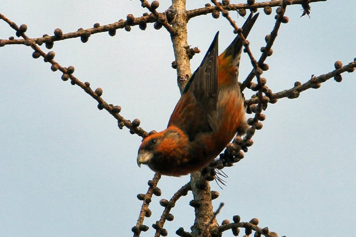 Male Crossbill, Wakerley Great Wood, 13th January 2013 (Bob Bullock)