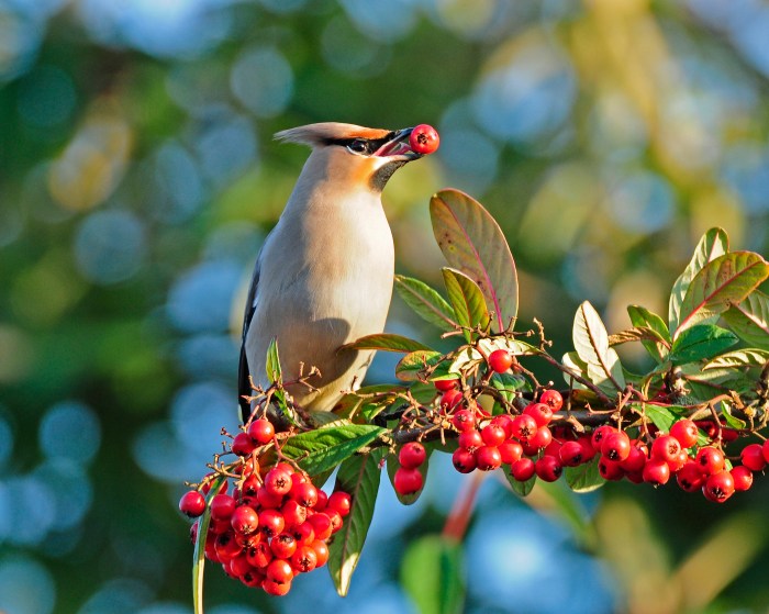 Waxwing, East Hunsbury, Northampton, January 2013 (Clive Bowley)