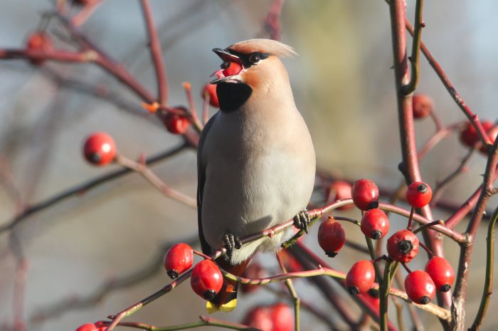 Waxwing, Northampton, January 2013 (Bob Bullock)