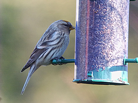 redpoll sp., East Hunsbury (Northampton), 19th February 2013 (Mike Alibone)
