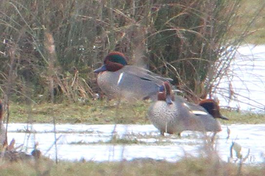 Drake Green-winged Teal, Stanwick GP, 26th March 2013 (Bob Bullock)