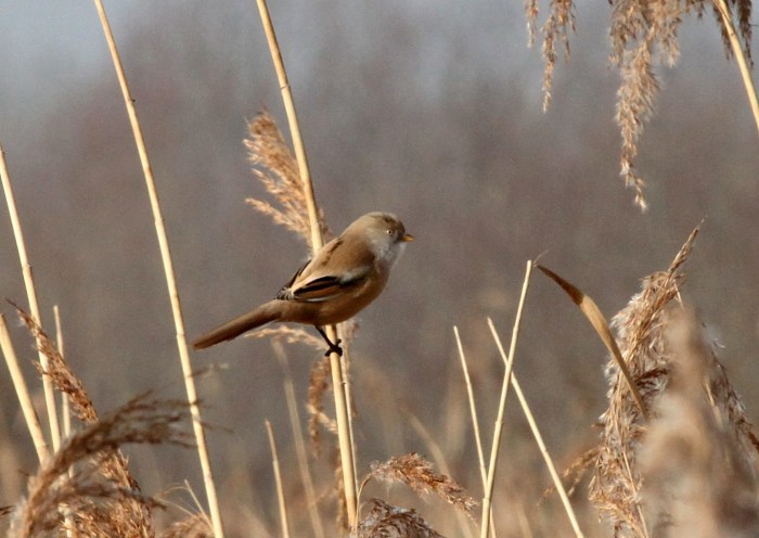 Female Bearded Tit, Ecton SF, 5th March 2013 (Phil Jackman)