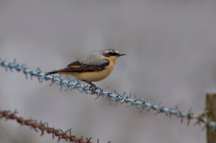 First summer male Northern Wheatear, Clifford Hill GP, 26th March 2013 (Michael Hedge)