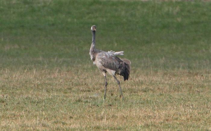 First-year Common Crane, Thorpe Waterville, 28th March 2013 (Bob Bullock)