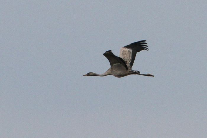 First-year Common Crane, Thorpe Waterville, 28th March 2013 (Bob Bullock)