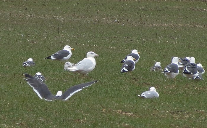 Fourth-winter Glaucous Gull, Wellingborough, 15th March 2013 (Martin Dove)