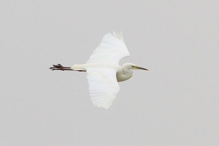 Great White Egret, Summer Leys LNR, 28th March 2013 (Bob Bullock)