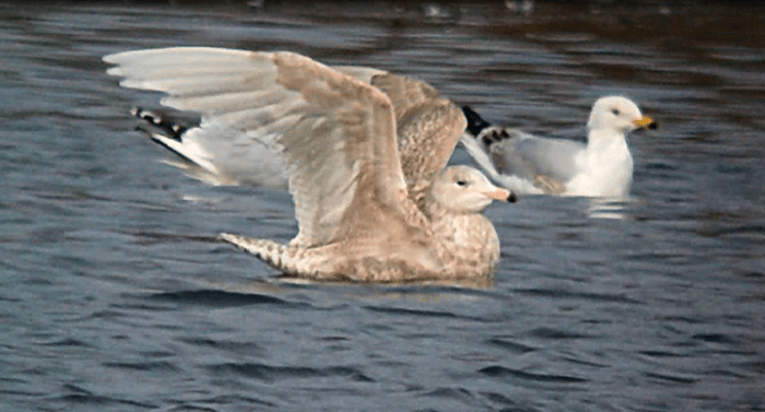 Juvenile Glaucous Gull, Ditchford GP, 3rd March 2013 (Mike Alibone)1