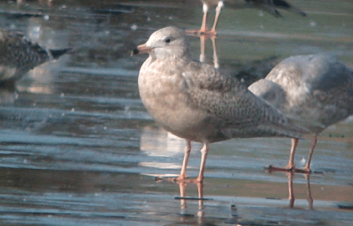 Juvenile Glaucous Gull, Ditchford GP, 3rd March 2013 (Mike Alibone)
