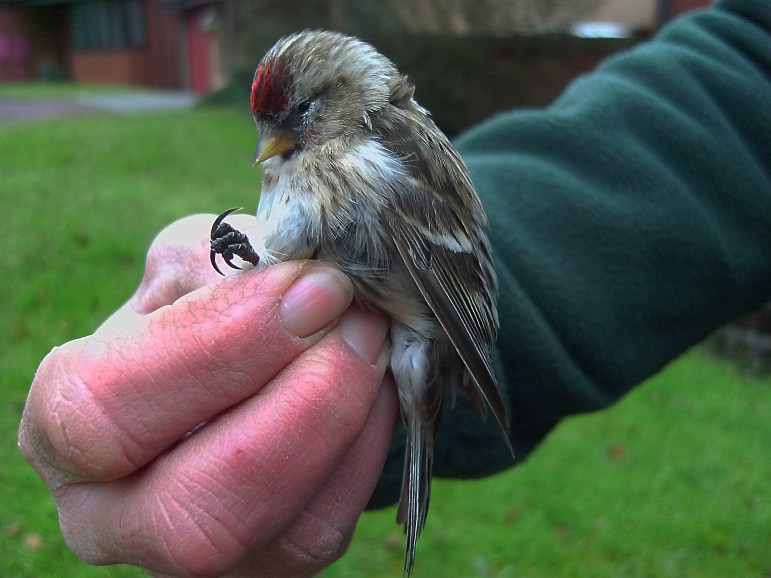 Lesser Redpoll, East Hunsbury, 1st March 2013 (Mike Alibone)