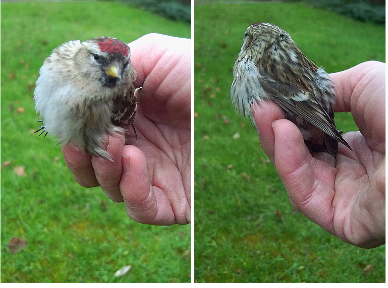 Lesser Redpoll, East Hunsbury, 1st March 2013 (Mike Alibone)