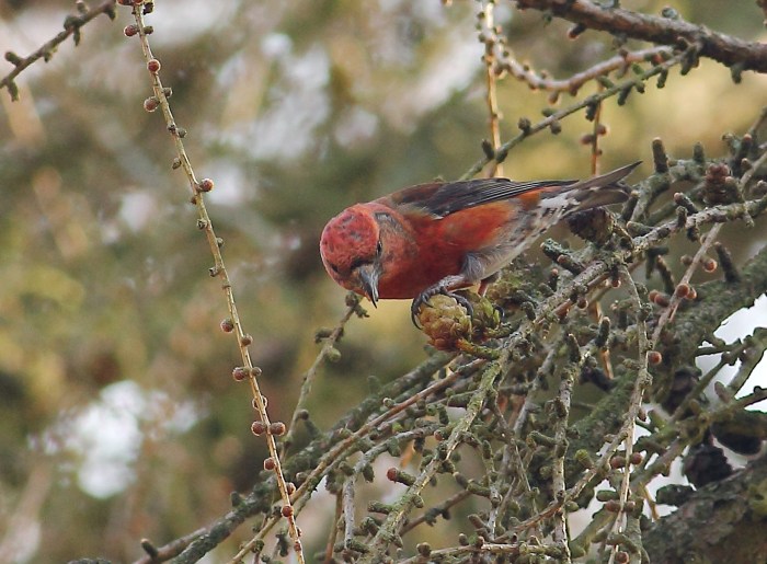 Male Crossbill, Wakerley Great Wood, 5th March 2013 (Pete Gilbert)
