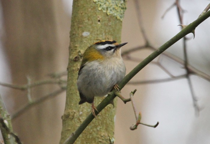 Male Firecrest, Ditchford GP, 9th April 2013 (Alan Coles)