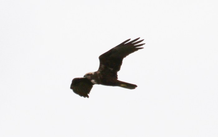 Marsh Harrier, Summer Leys LNR, 17th April 2013 (Alan Coles)