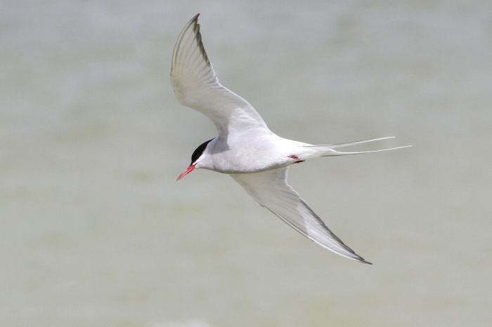 Arctic Tern, Bozeat GP, 18th April 2013 (Bob Bullock)