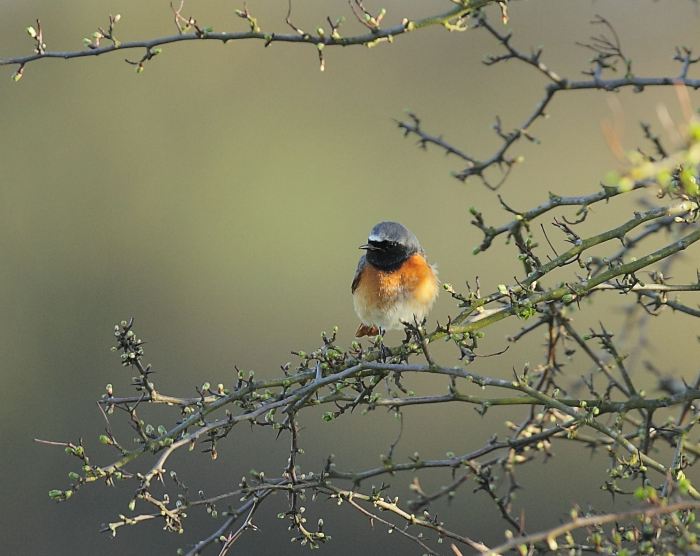 Male Common Redstart, Clifford Hill GP, 16th April 2013 (Jonathan Philpot)
