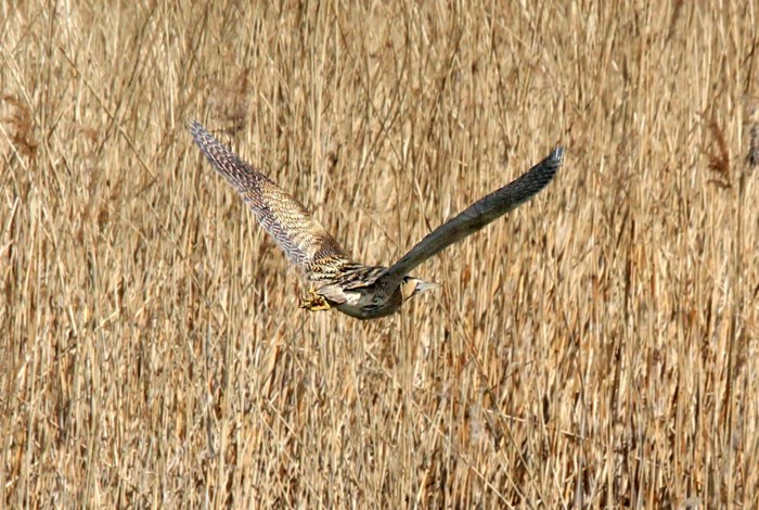 Bittern, Stortons GP, 6th April 2013 (Dan O'Sullivan)