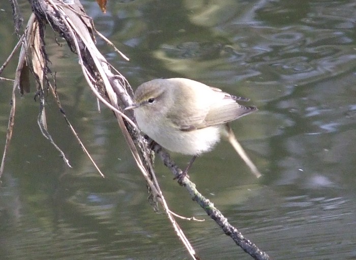 Siberian Chiffchaff, Ecton SF, 2nd April 2013 (Doug Goddard)
