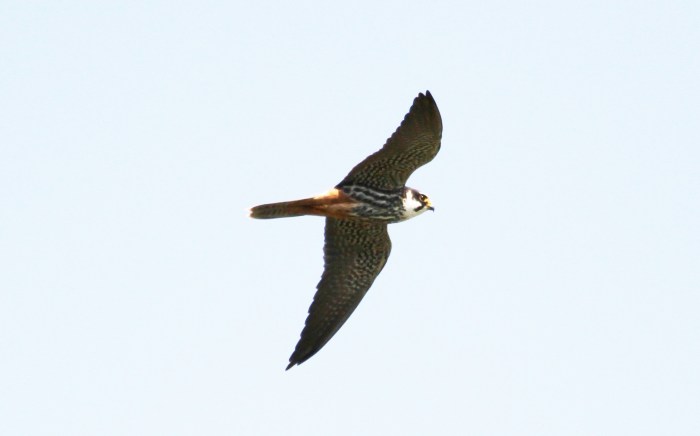 Hobby, Earls Barton GP, 9th May 2013 (Alan Coles)