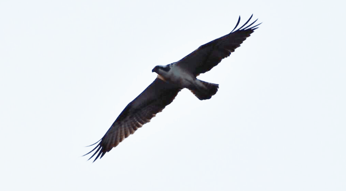 Osprey, Thrapston GP, 30th April 2013 (Sue Ware)