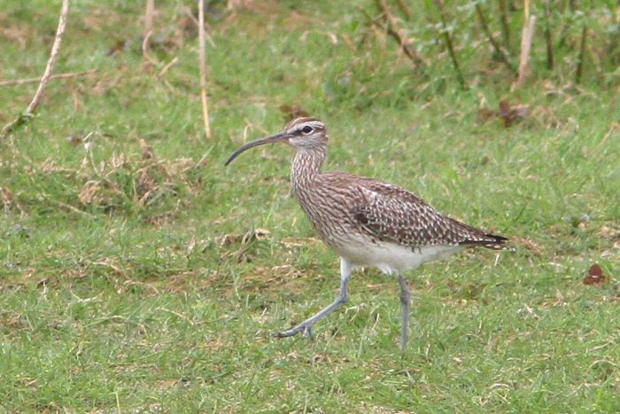 Whimbrel, Summer Leys, 8th May 2013 (Bob Bullock)
