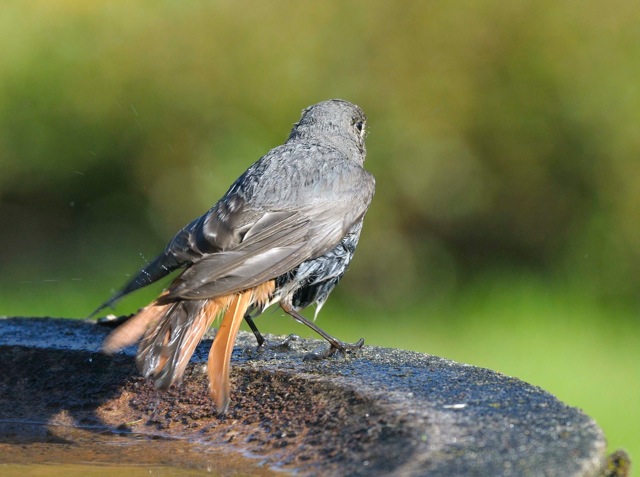 Male Black Redstart, Oundle, 4th June 2013 (Richard Chandler). The very dark plumage tones and dark wings without the whitish panel suggest this is possibly second-summer. Male Black Redstarts typically take two or three years to acquire full, classic adult plumage.
