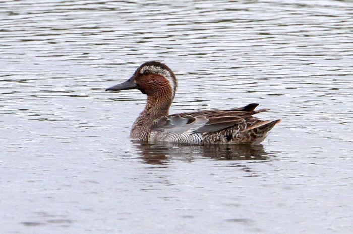 Drake Garganey moulting into eclipse, Summer Leys, 9th June 2013 (Bob Bullock)