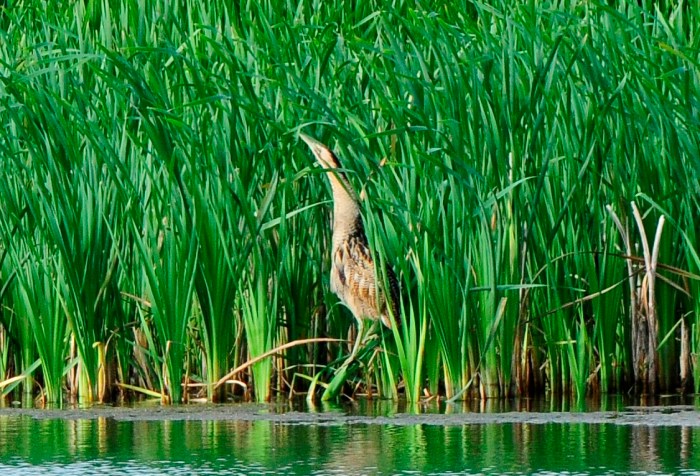 Bittern, Summer Leys LNR, 13th August 2013 (Clive Bowley)