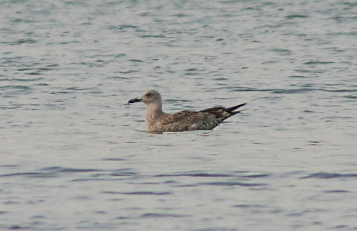 Juvenile Caspian Gull, Stanwick GP, 21st August 2013 (Martin Elliott)