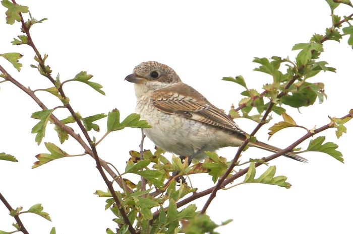 Juvenile Woodchat Shrike, Harrington Airfield, 20th August 2013 (Bob Bullock)