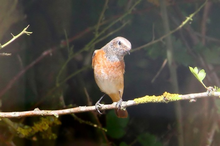 Male Common Redstart, Denton Wood, 29th August 2013 (Bob Bullock)