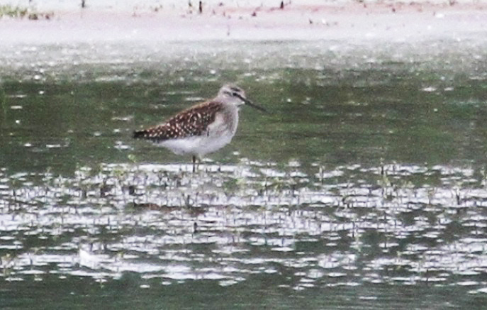 Wood Sandpiper, Summer Leys LNR, 2nd August 2013 (Alan Coles)
