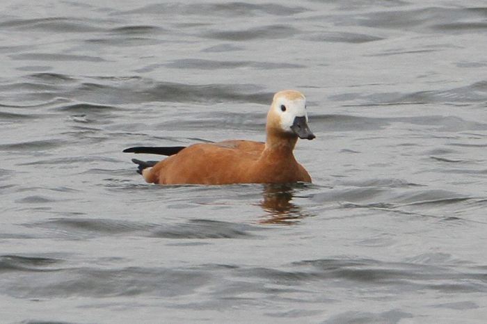 Female Ruddy Shelduck, Pitsford Res, 18th September 2013 (Bob Bullock)