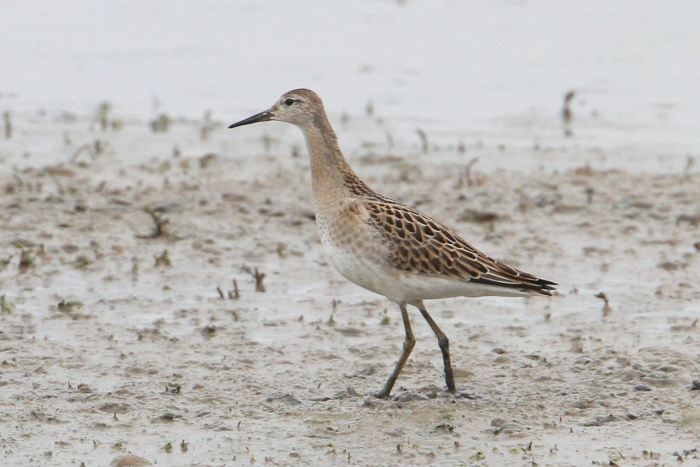 Juvenile Ruff, Summer Leys LNR, 14th September 2013 (Bob Bullock)