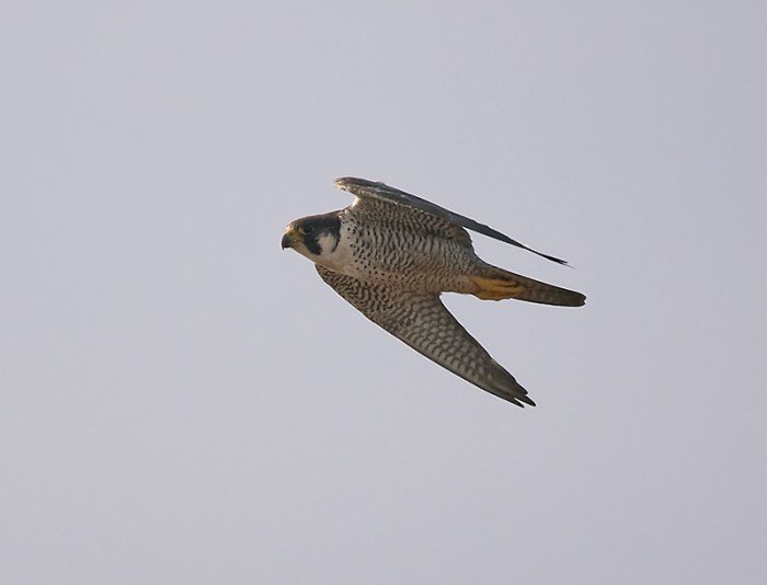 Adult Peregrine, Summer Leys LNR, 27th September (Doug McFarlane)