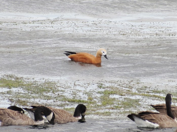 Ruddy Shelduck, Pitsford Res, 16th September 2013 (Martin Dove)