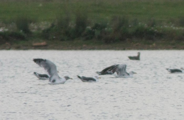 Azorean Yellow-legged Gull, Stanwick GP, 27th September 2013 (Martin Elliott)